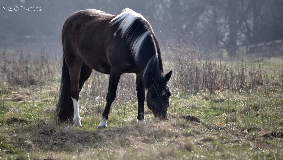 Anden særlig race Bianca billede 31