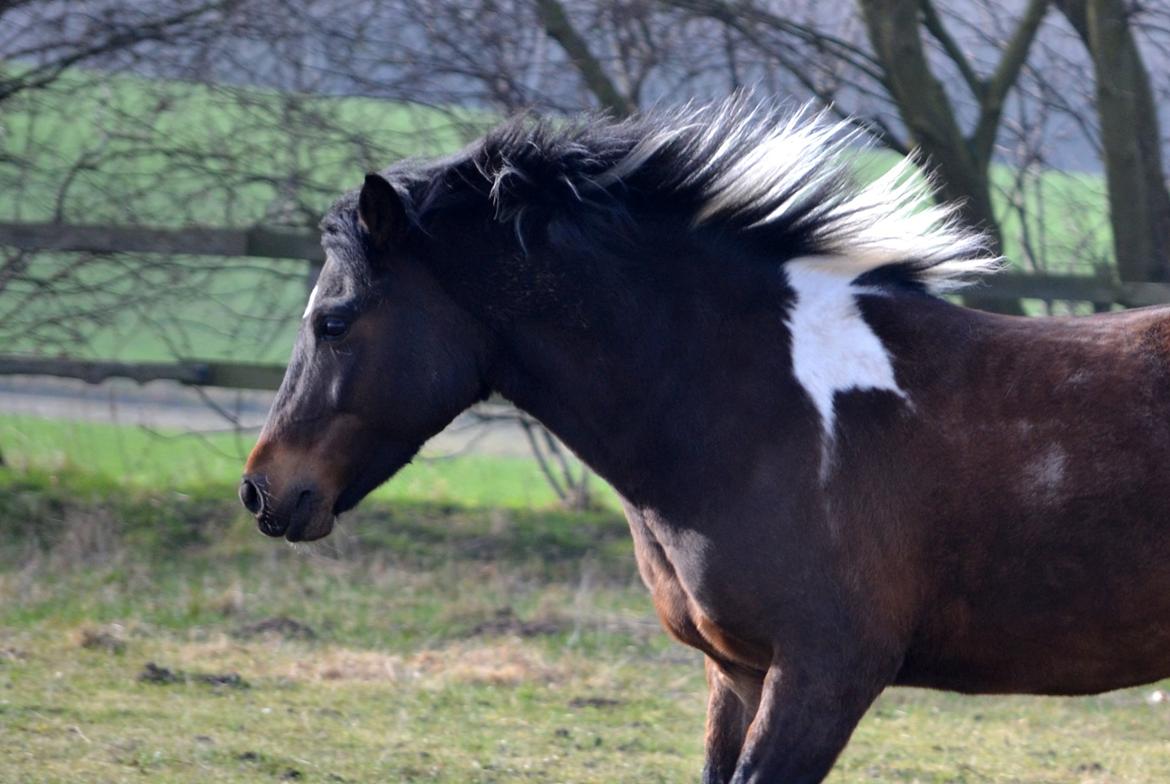 Anden særlig race Bianca billede 32