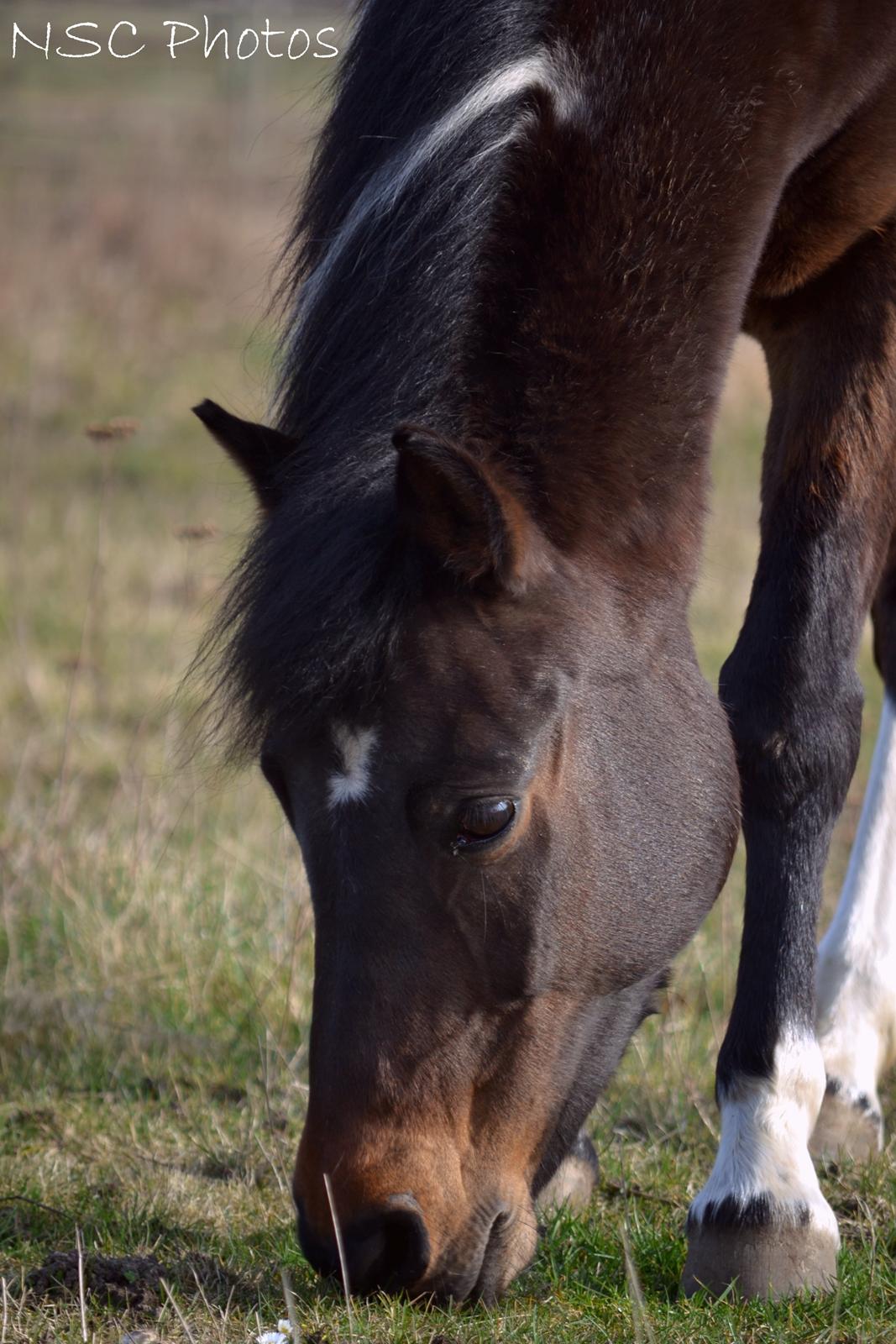 Anden særlig race Bianca billede 33
