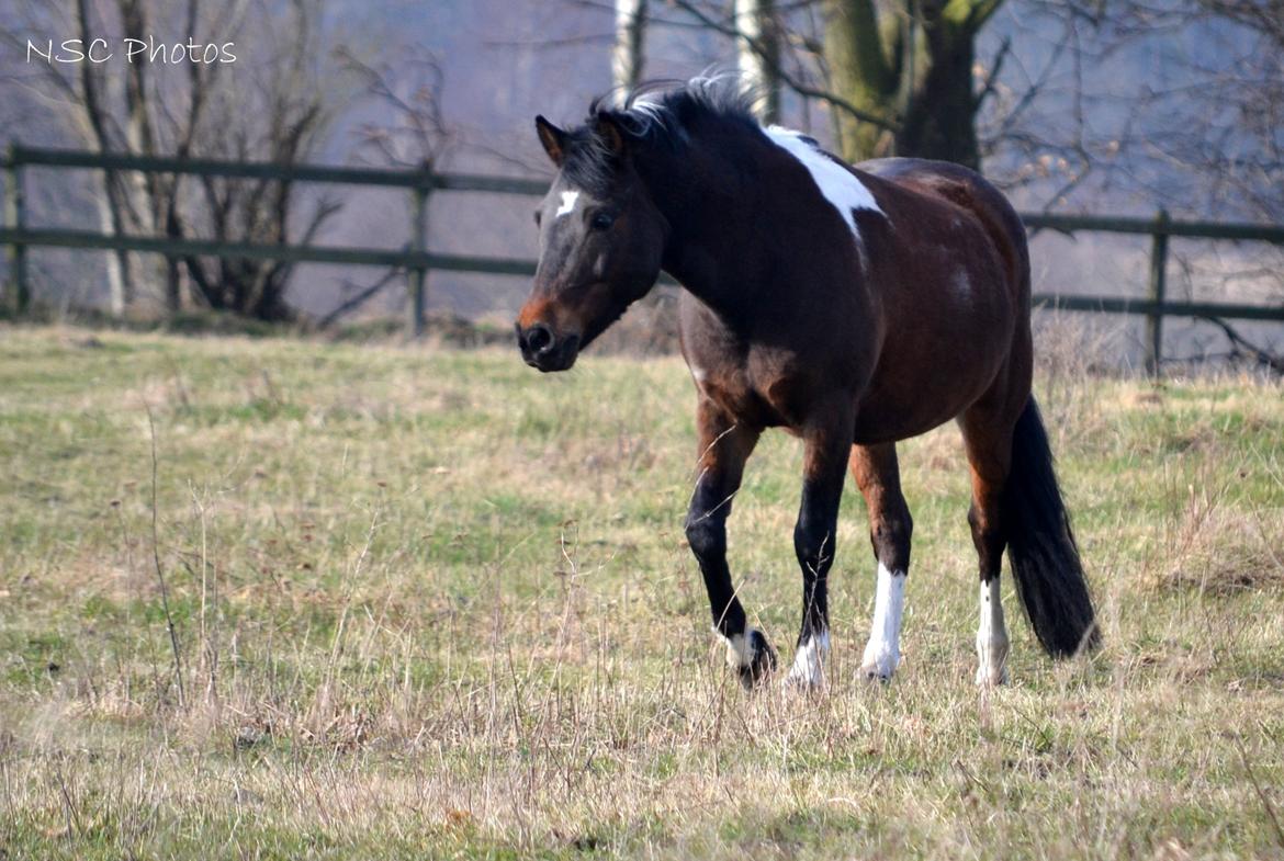Anden særlig race Bianca billede 35