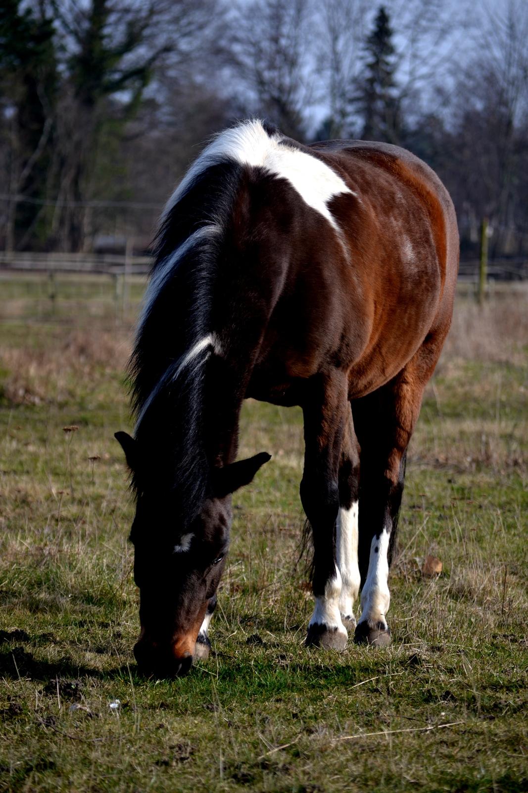 Anden særlig race Bianca billede 34