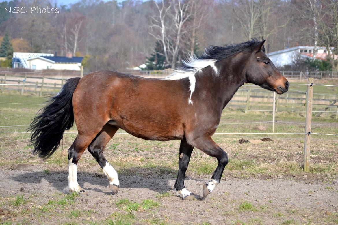 Anden særlig race Bianca billede 36