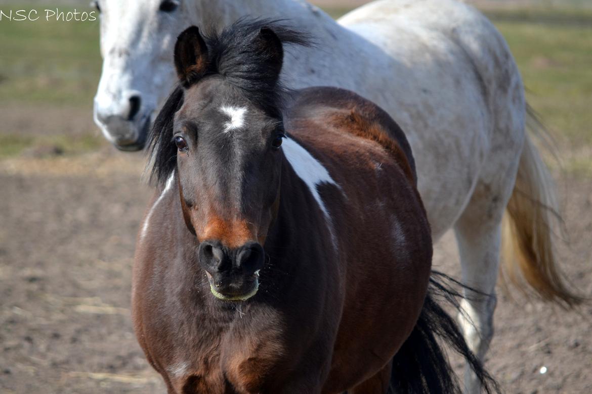 Anden særlig race Bianca billede 37