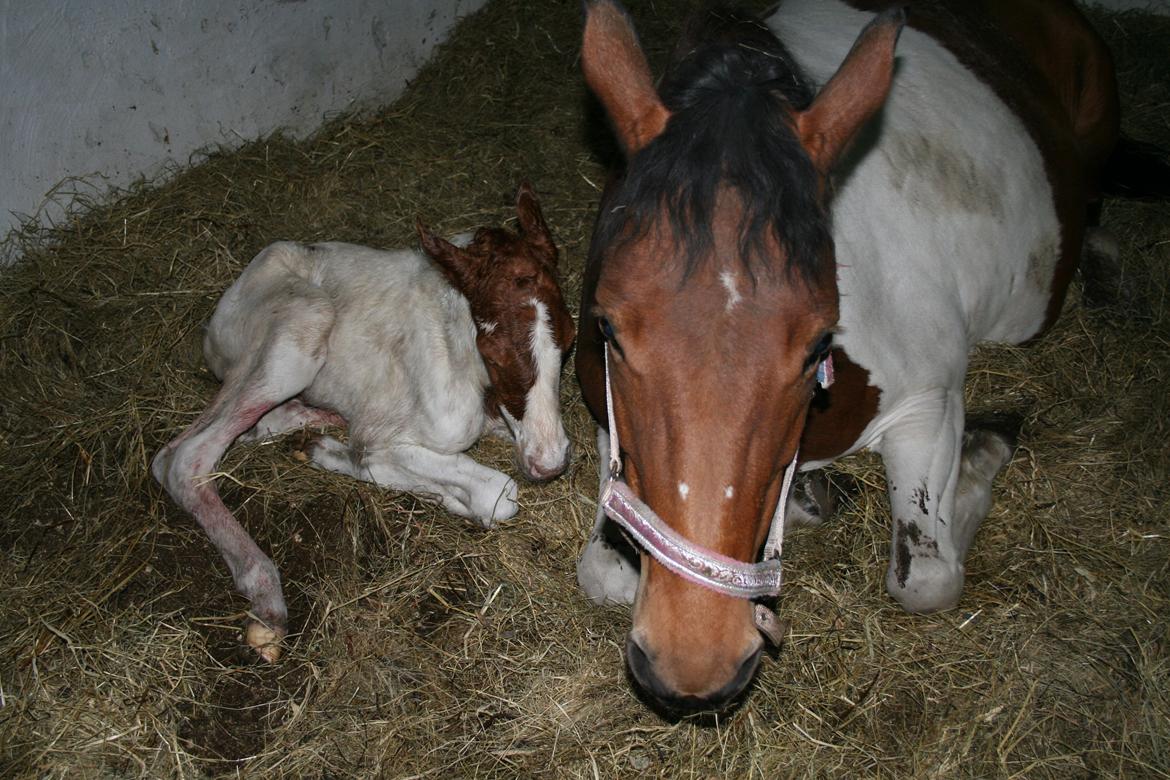 Pinto Bayleigh - Bayleigh - helt ny! billede 7