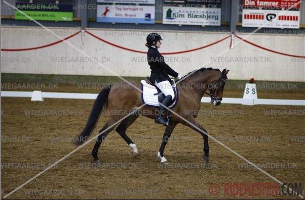 DSP RØGILD'S KILIMANJARO * B-Pony * - 1. Kval Ecco cup 2014 - I Herning - Louise Kristensen og Røgild's Kilimanjaro billede 4