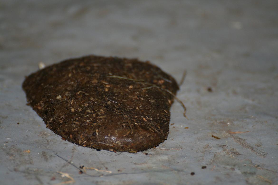 Pinto Bayleigh - følbrød billede 8