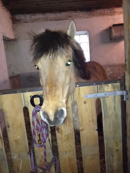 Anden særlig race Nelly billede 4