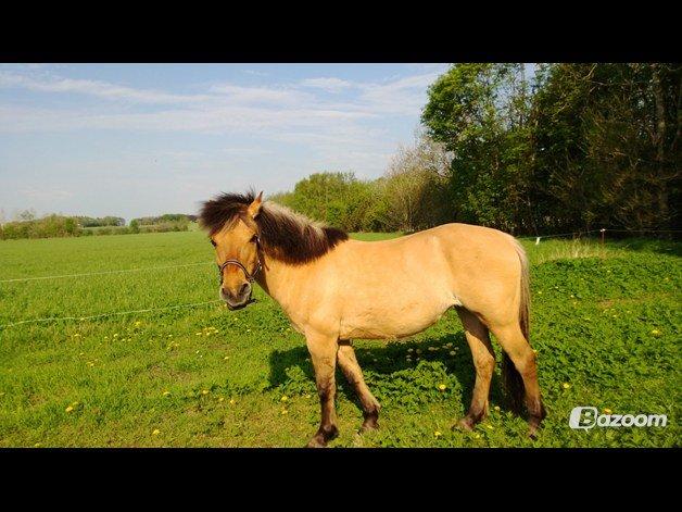 Anden særlig race Nelly billede 8
