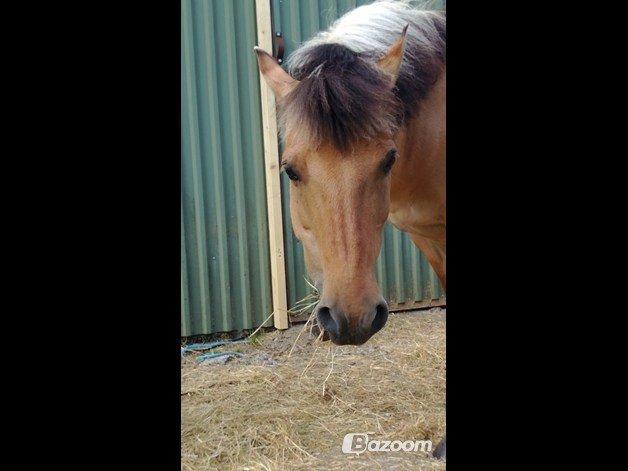 Anden særlig race Nelly billede 6