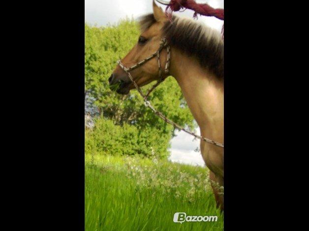 Anden særlig race Nelly billede 9