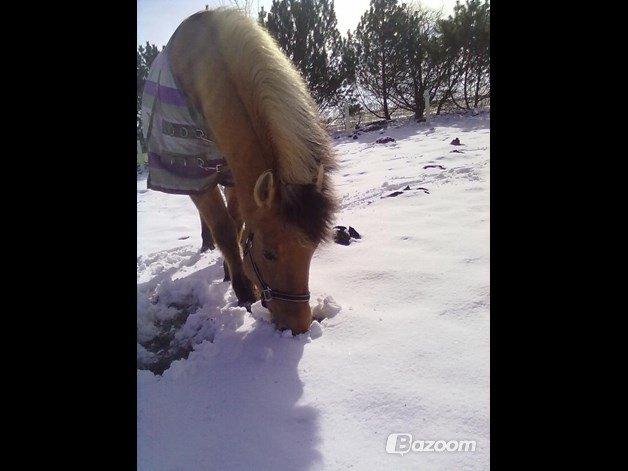 Anden særlig race Nelly billede 10