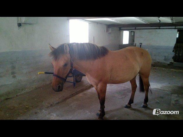 Anden særlig race Nelly billede 11