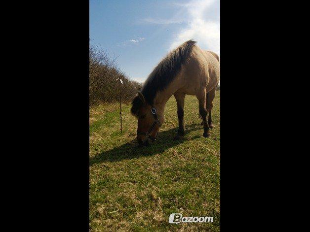 Anden særlig race Nelly billede 13
