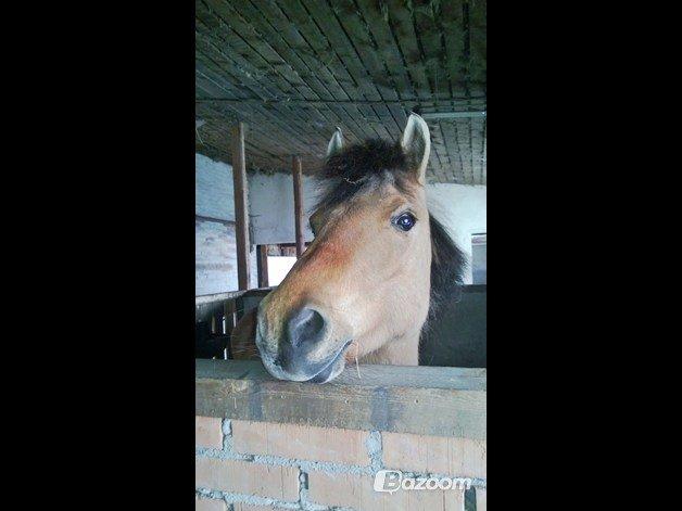 Anden særlig race Nelly billede 14