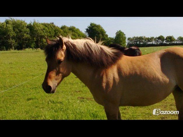 Anden særlig race Nelly billede 12