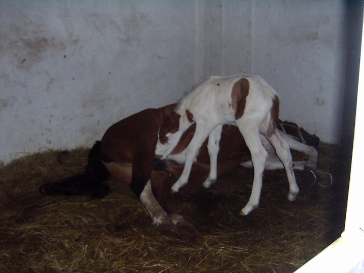 Pinto Bayleigh - Ha! Man kan da heldigvis drikke, selv om mor ligger ned billede 15