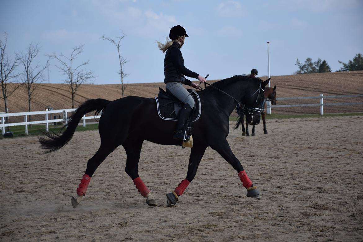 Dansk Varmblod Dusty Søndertoft - Marts 2014 | Fremvisning for Mormor og Morfar  billede 5