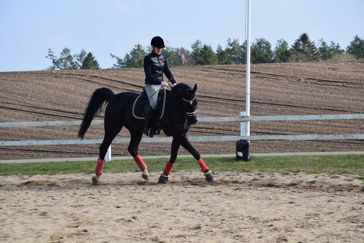 Dansk Varmblod Dusty Søndertoft - Marts 2014 | Fremvisning for Mormor og Morfar  billede 6