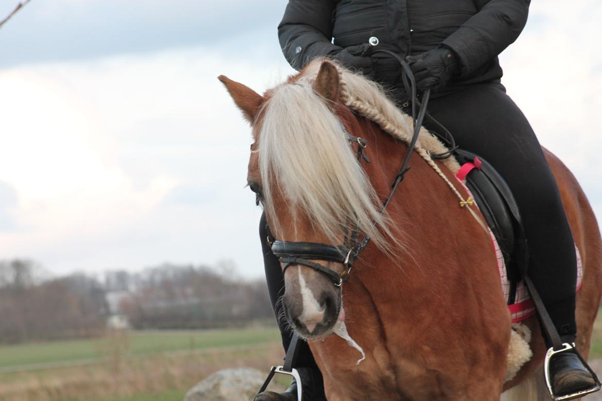 Haflinger Trøja [ Himmel hest ] <3 hvil i fred<3 billede 15