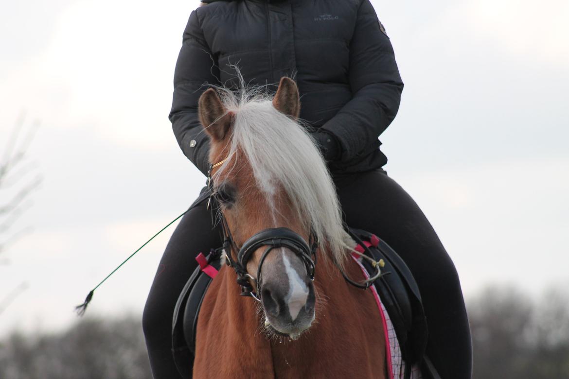 Haflinger Trøja [ Himmel hest ] <3 hvil i fred<3 billede 21