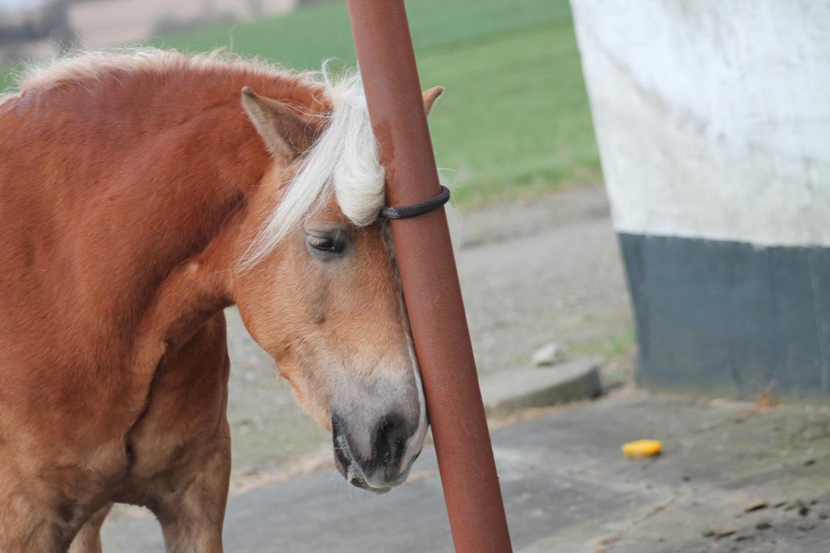 Haflinger Trøja [ Himmel hest ] <3 hvil i fred<3 billede 27
