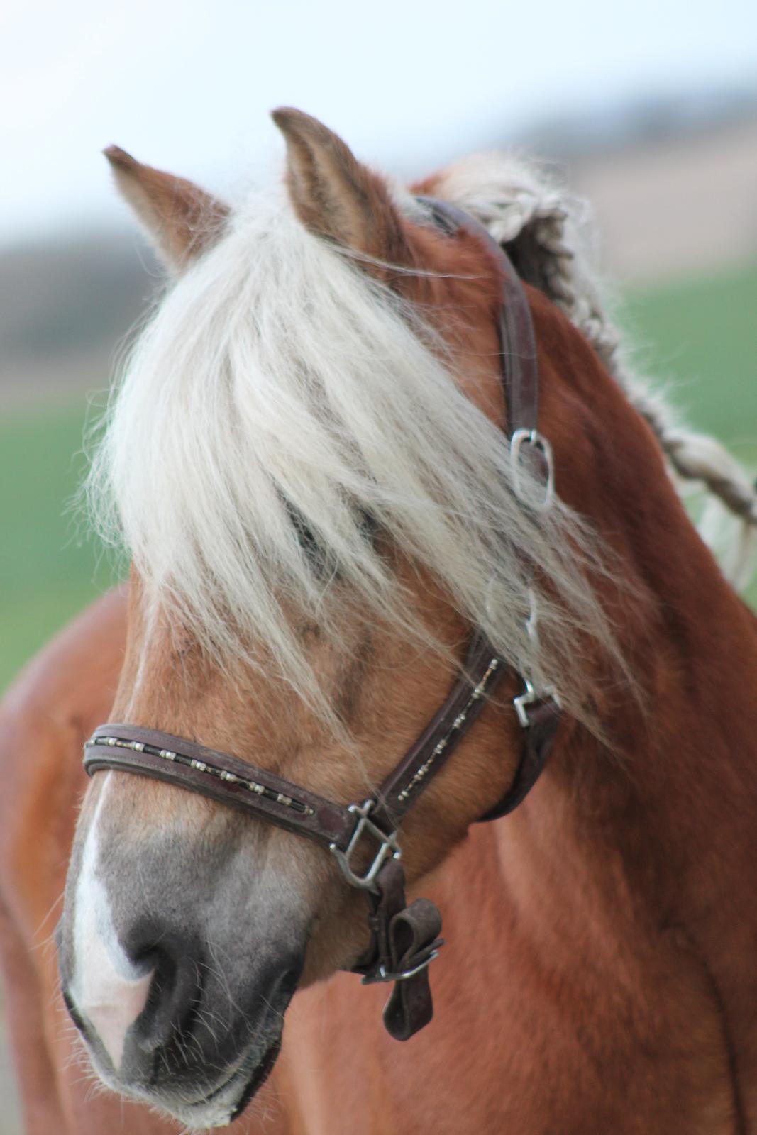 Haflinger Trøja [ Himmel hest ] <3 hvil i fred<3 billede 29