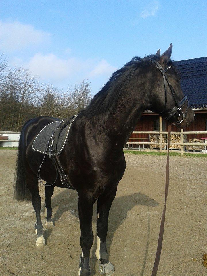 Oldenborg Bahlhors Kingsley billede 3