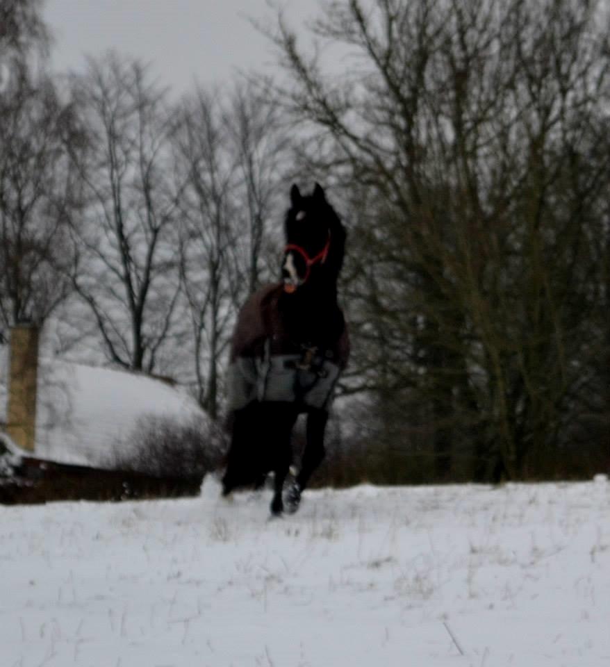 Oldenborg Bahlhors Kingsley billede 6