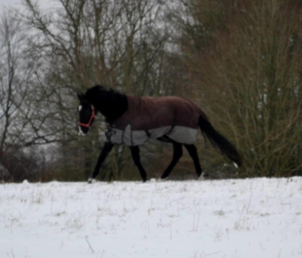 Oldenborg Bahlhors Kingsley billede 16