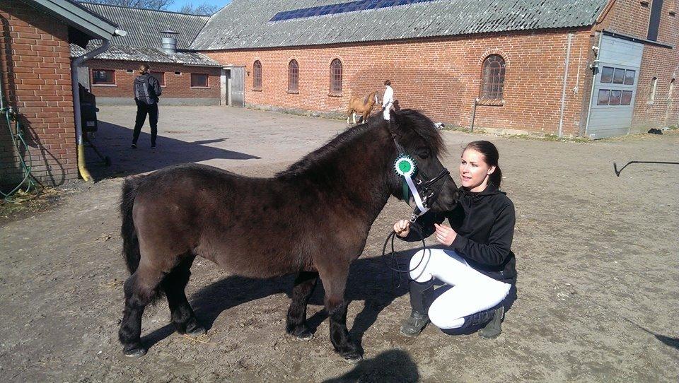 Shetlænder Østervangs Vidor - Østervangs Vidor til Hingsteshow for Welsh- og Shetlandsponyer d. 22 marts 14 - en flot 3. plads blev det til ved hans første skue :-) billede 1