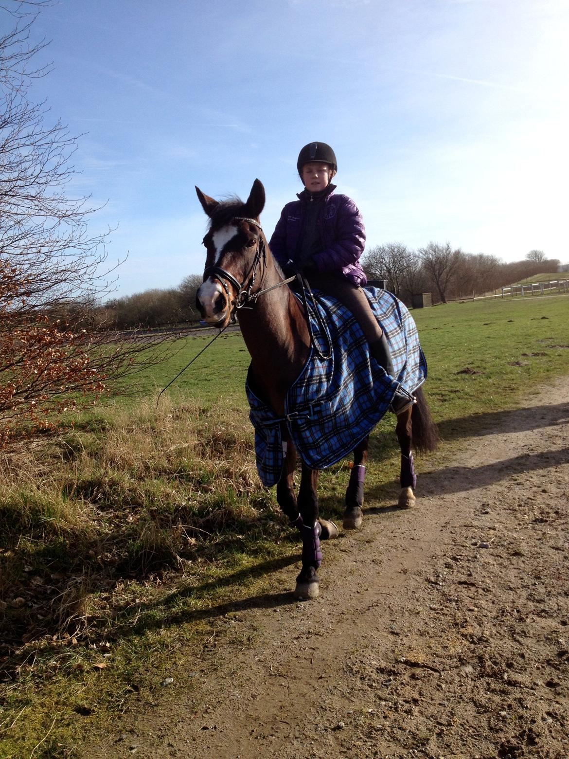 New Forest Cirkeline billede 3