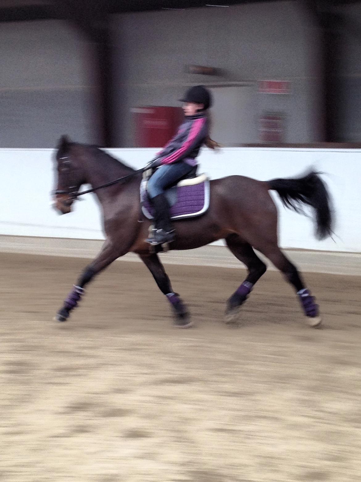 New Forest Cirkeline billede 4