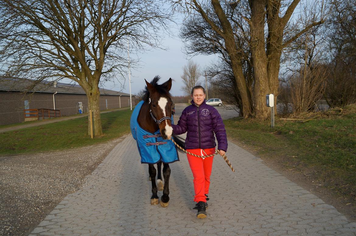 New Forest Cirkeline billede 5