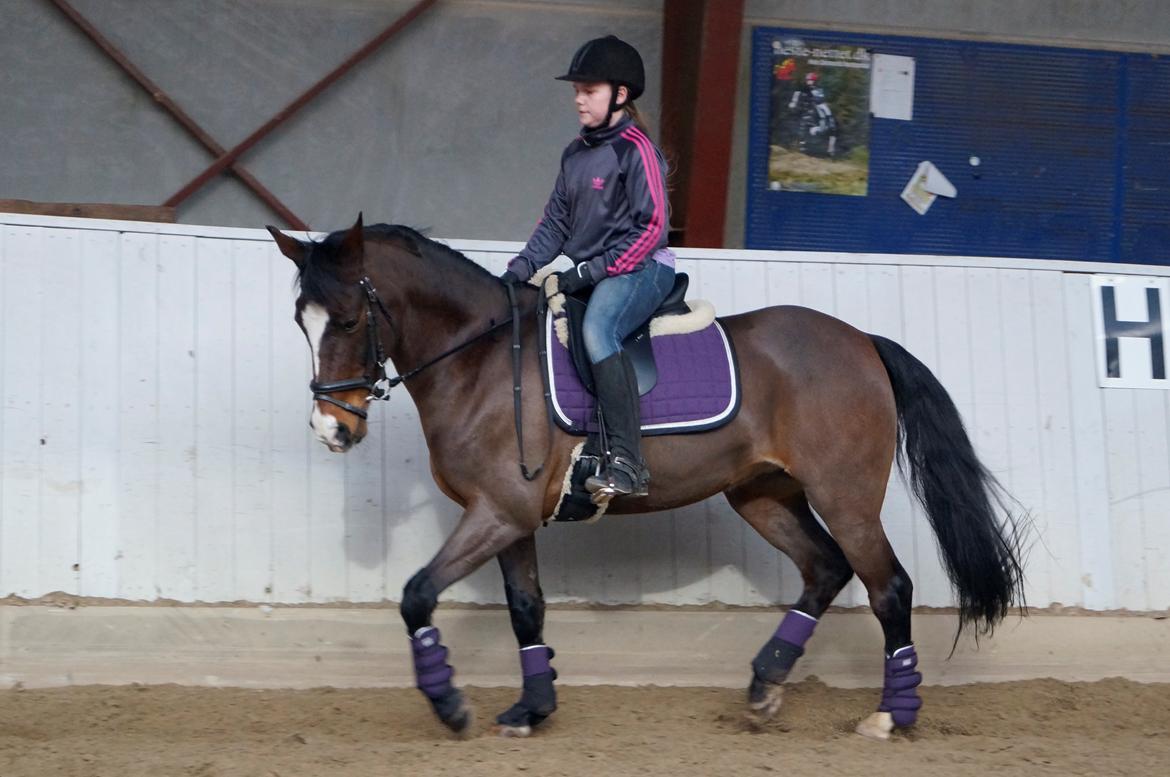 New Forest Cirkeline billede 6