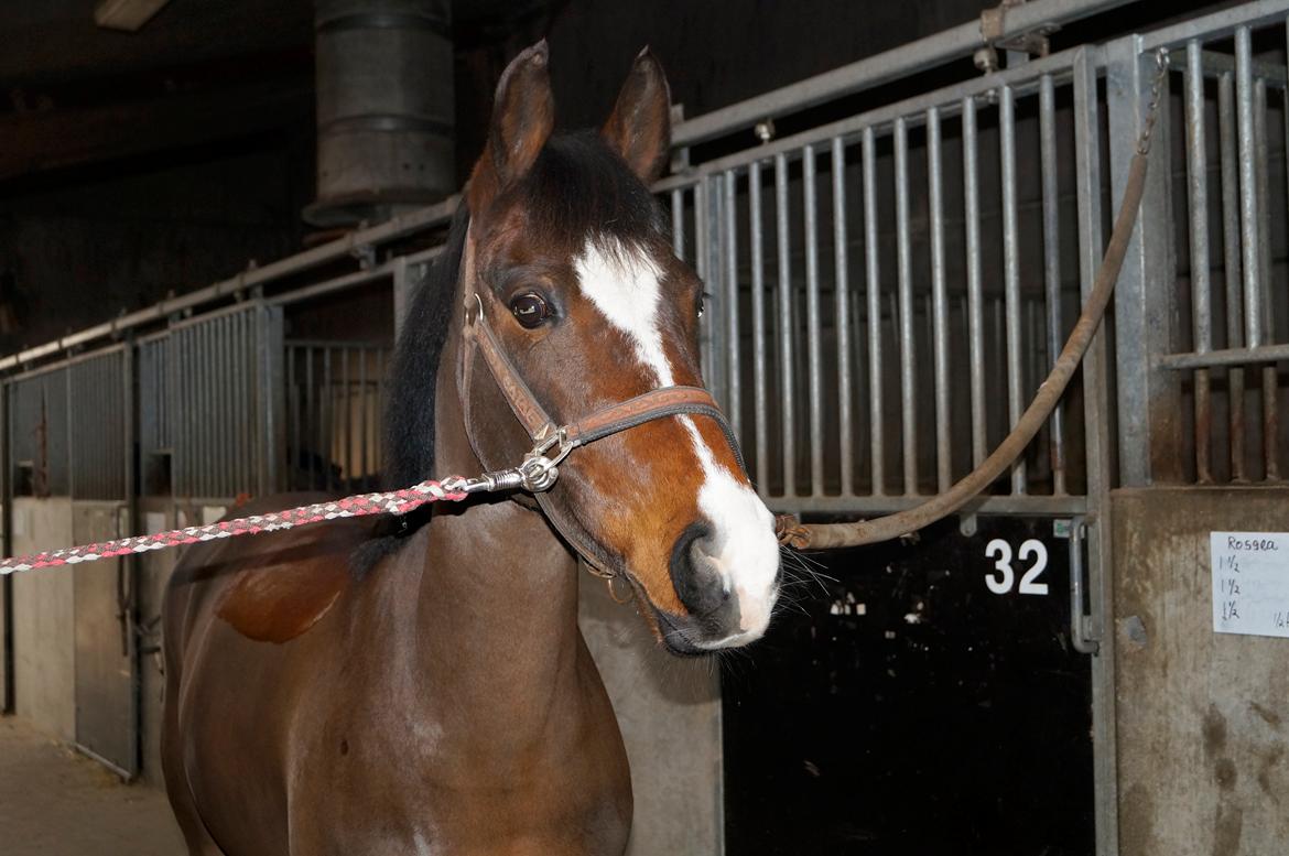 New Forest Cirkeline billede 2