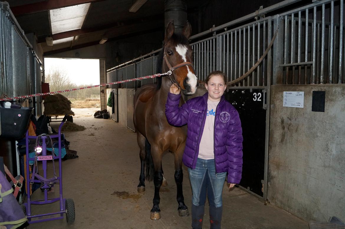 New Forest Cirkeline billede 7