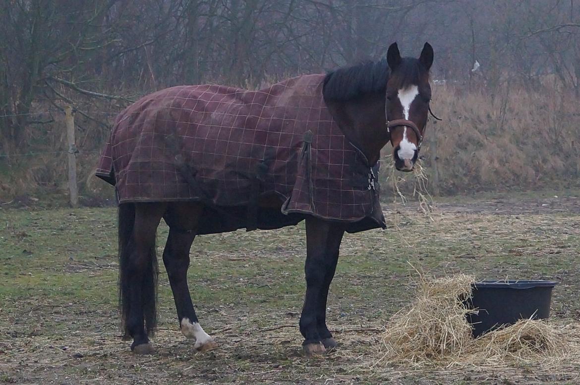 New Forest Cirkeline billede 8