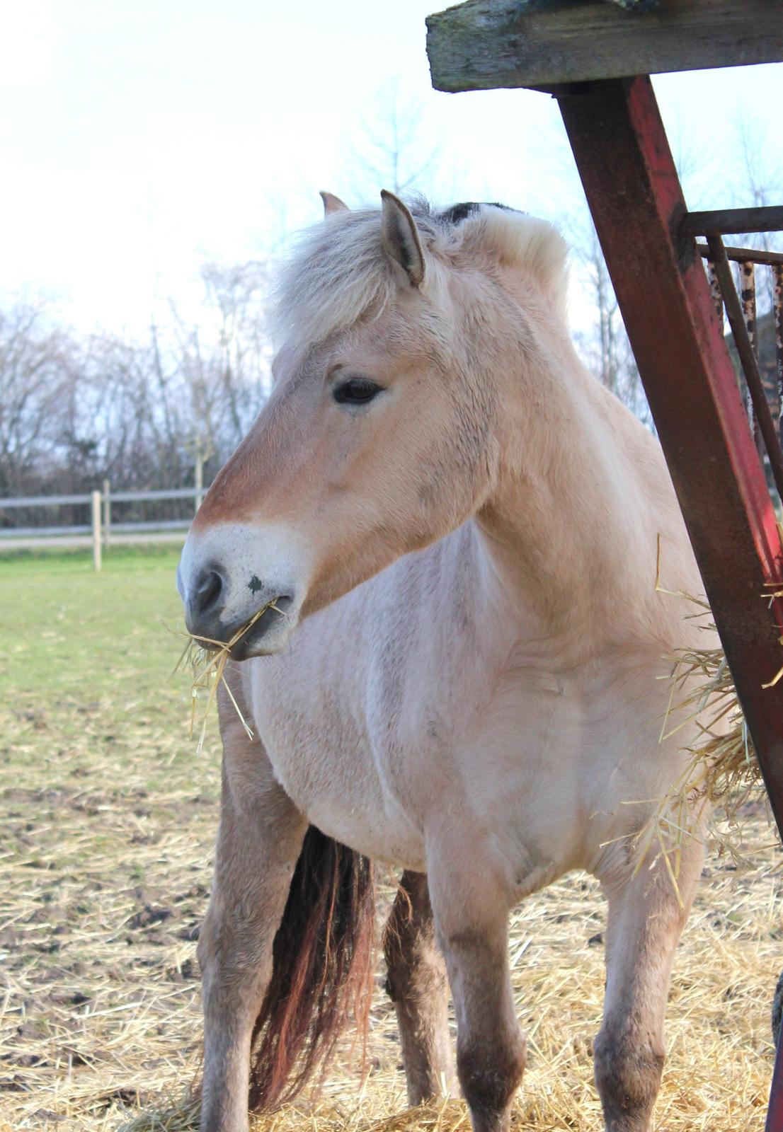 Fjordhest Haugård Stella - 26. marts 2014 billede 19