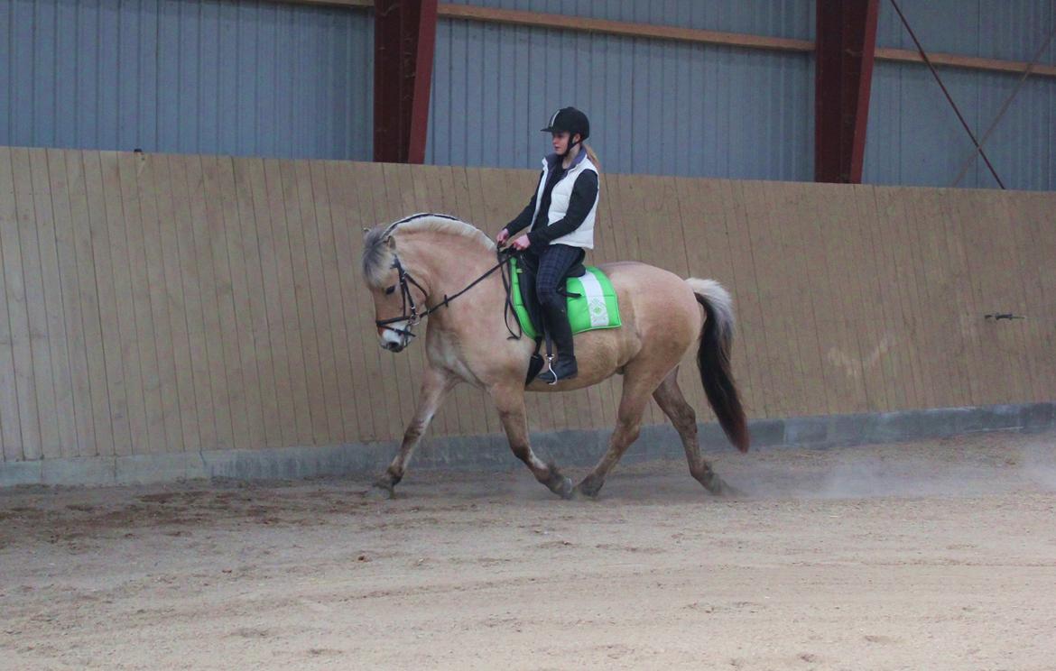 Fjordhest Haugård Stella - 26. marts 2014 - Første tur på Stella der hjemme billede 18