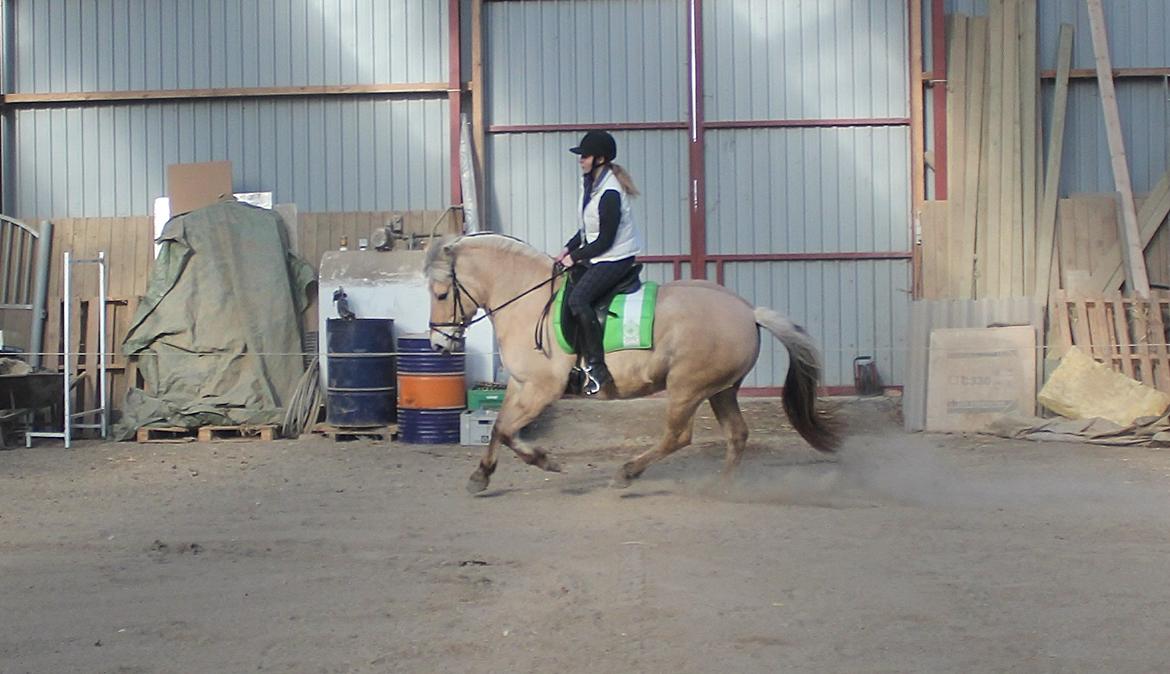 Fjordhest Haugård Stella - 26. marts 2014 - Første tur på Stella der hjemme billede 20