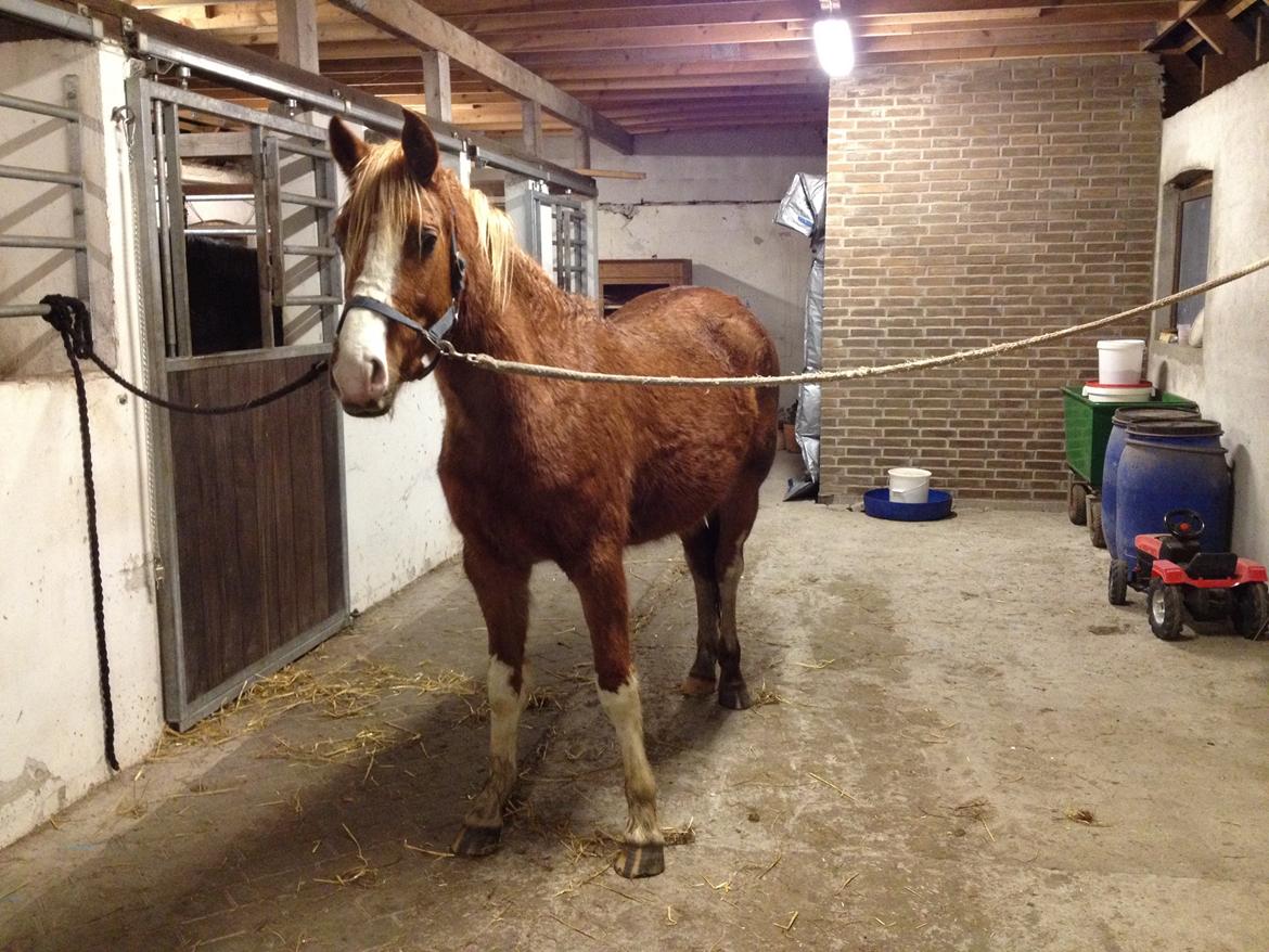 DSP Penelope Af Hvarre billede 3