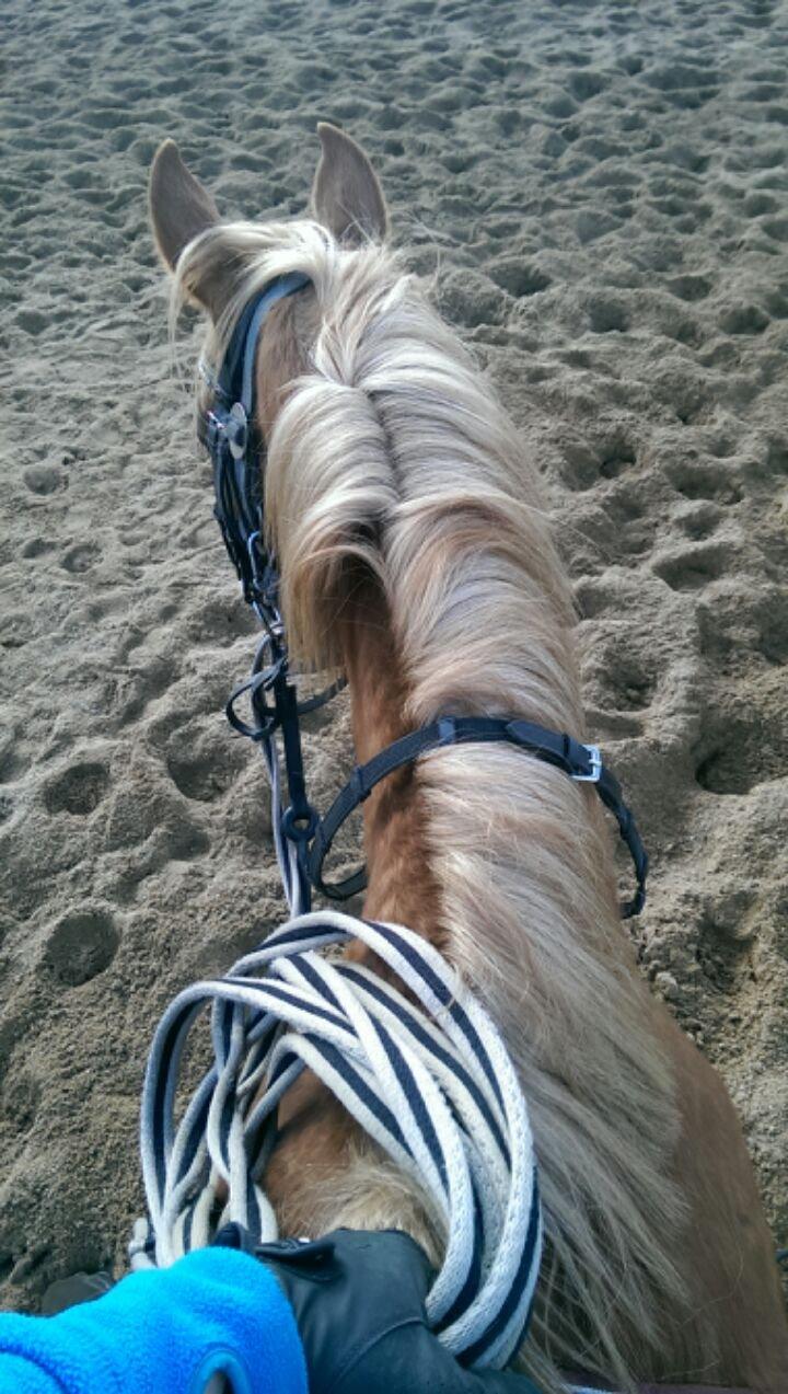 DSP Penelope Af Hvarre billede 5