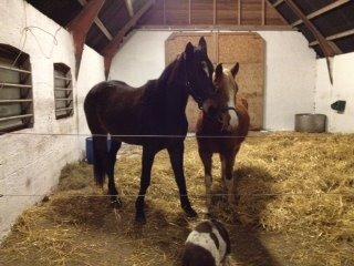 DSP Penelope Af Hvarre billede 4