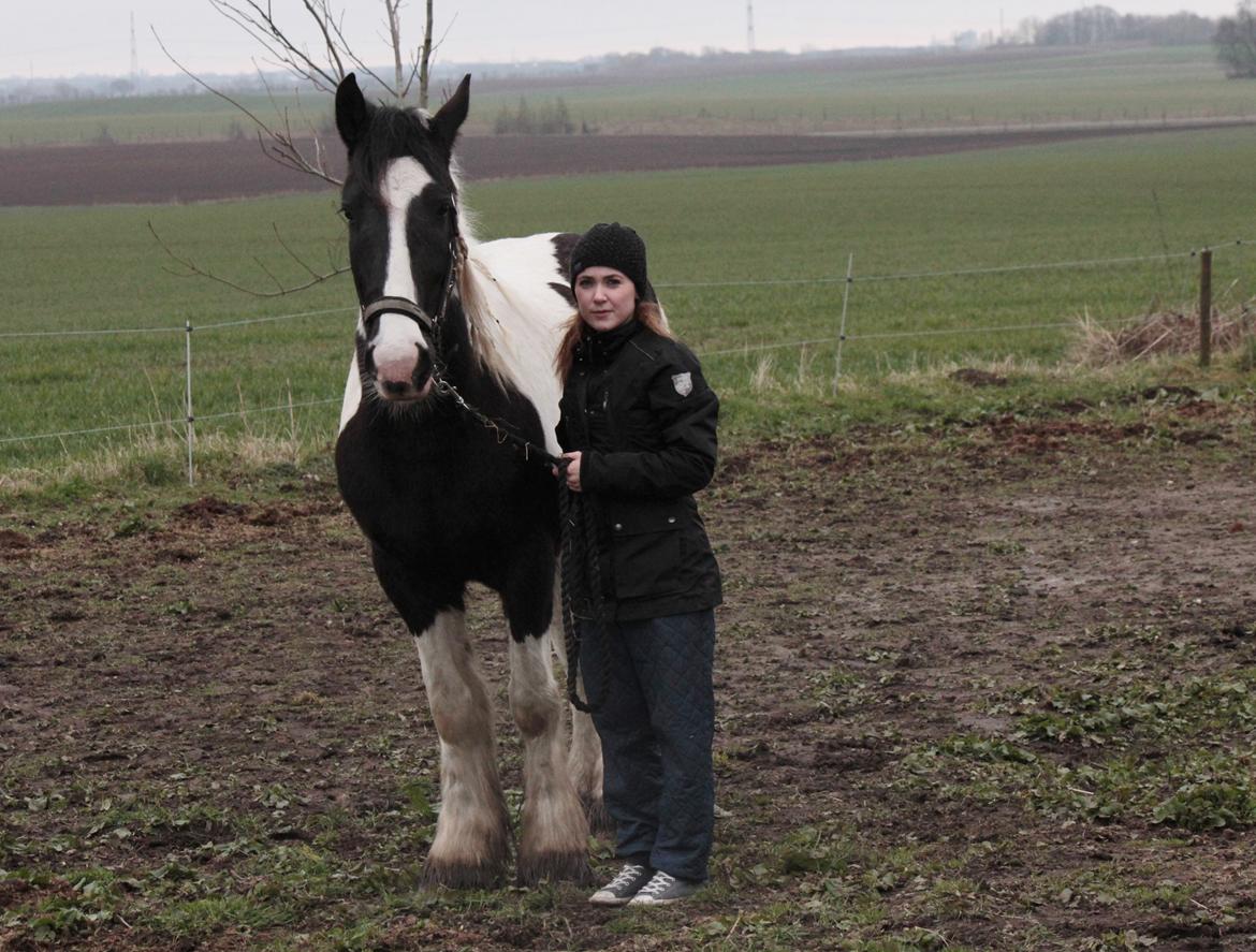 Irish Cob Hauge's Gilroy billede 42