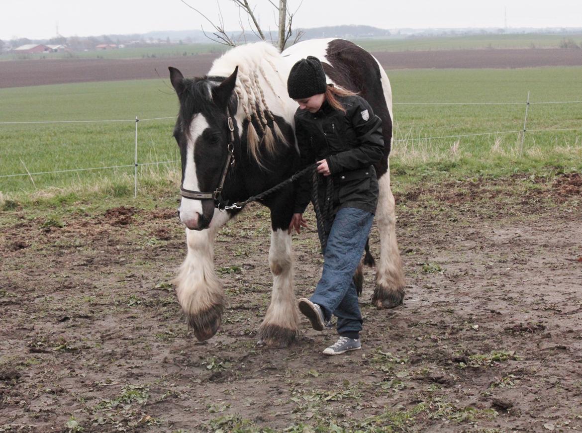 Irish Cob Hauge's Gilroy billede 46