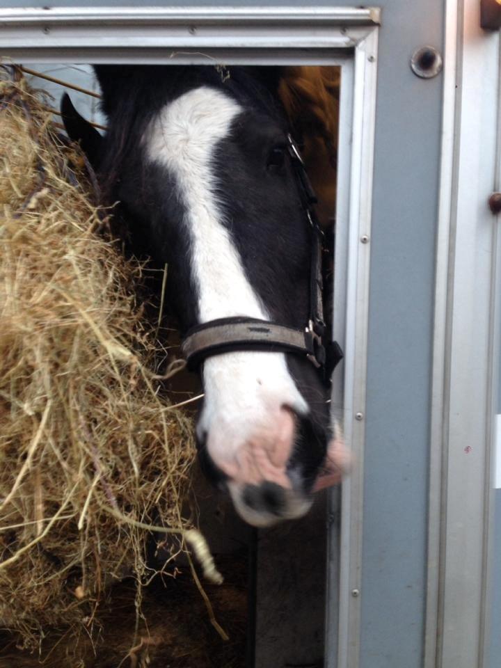 Irish Cob Hauge's Gilroy billede 47