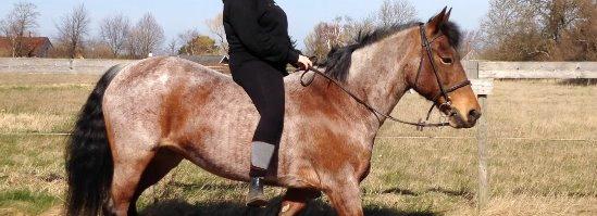 Anden særlig race Donna Karan billede 19