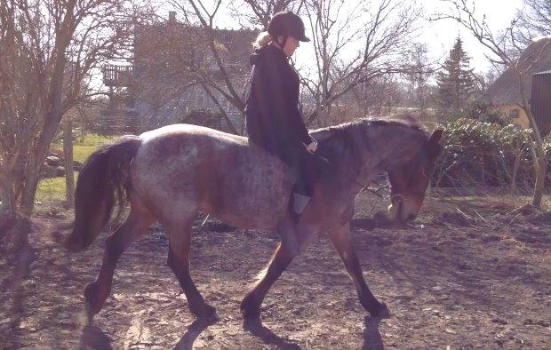 Anden særlig race Donna Karan - Fejl med 3-ringsbiddet. Men hun ser sku skide dejlig ud alligvel billede 20