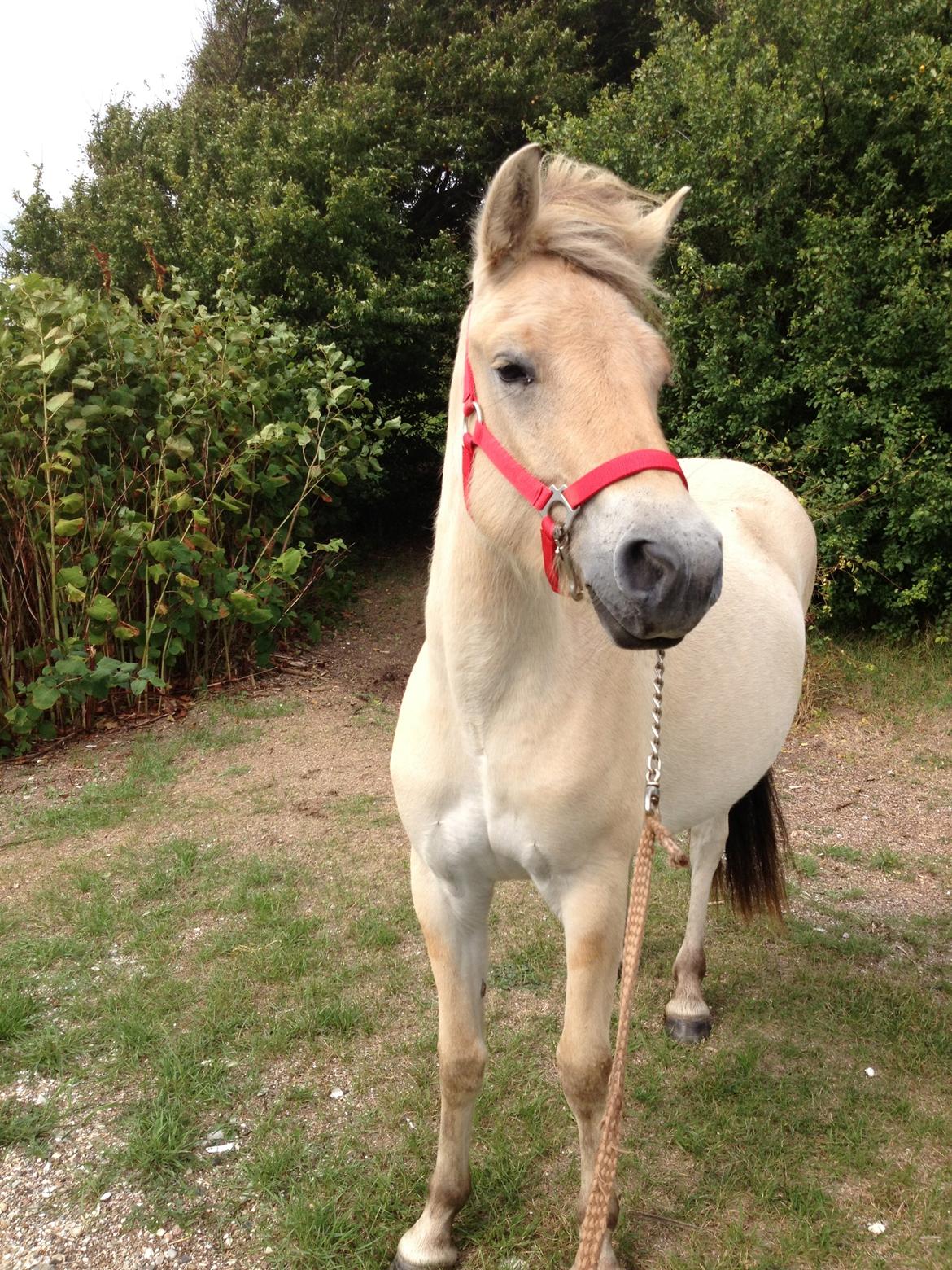 Fjordhest Rolighedens Lupin billede 18