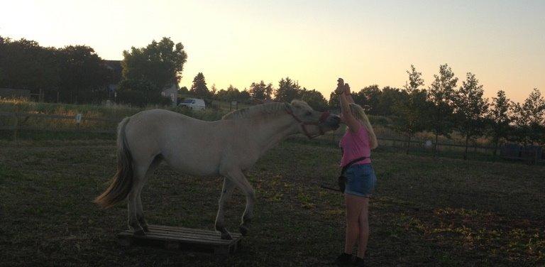 Fjordhest Rolighedens Lupin billede 19